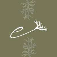 Evernia Joyería Natural